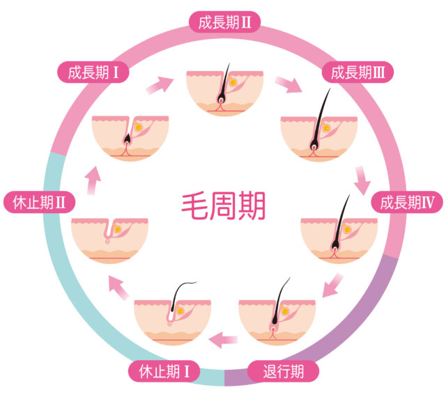 髪が生え変わるヘアサイクル3つの時期