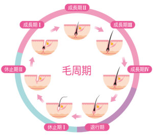 毛周期（ヘアサイクル）を発毛に活かす方法をAGAドクターが解説