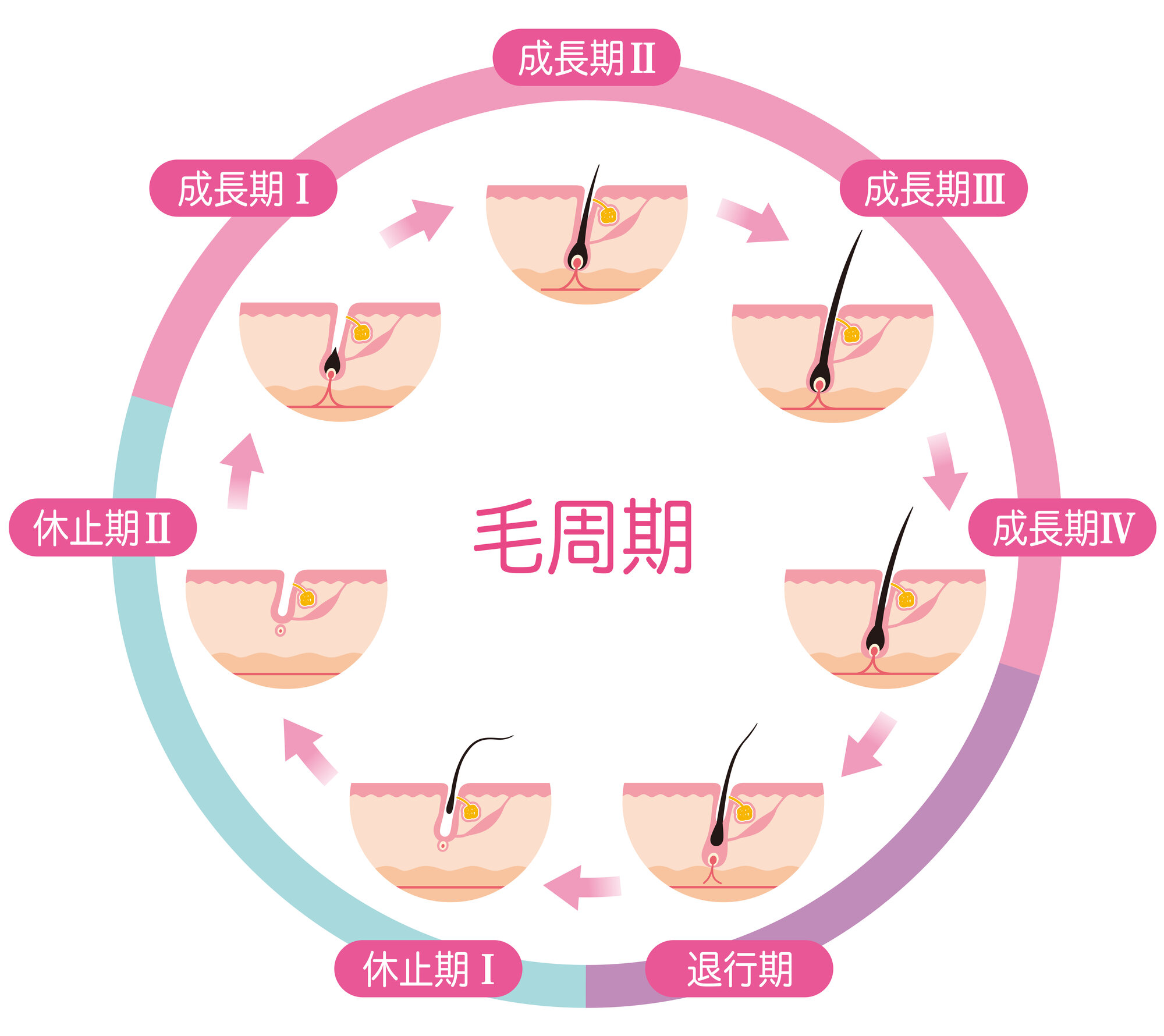 毛周期（ヘアサイクル）を発毛に活かす方法をAGAドクターが解説