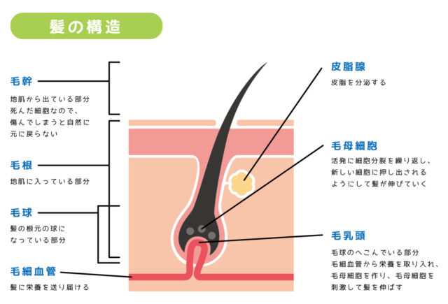 抜け毛に付いている白い塊とは？