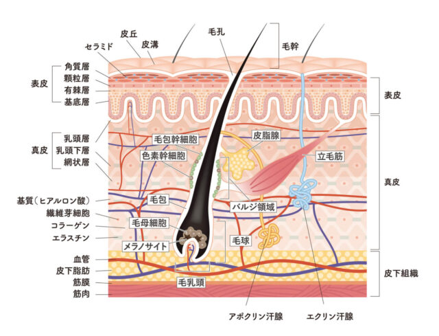 毛母細胞とは？その役割と重要性