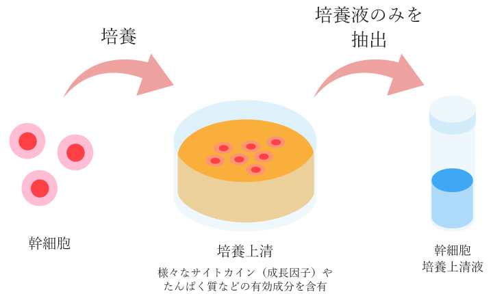 幹細胞培養上清とは