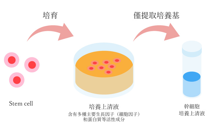 幹細胞培養上清とは